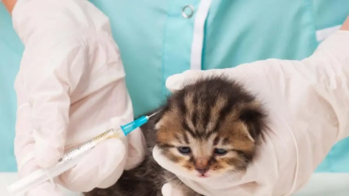 Rekomendasi Pet Shop dengan layanan grooming terbaik dan perlengkapan untuk anabul 