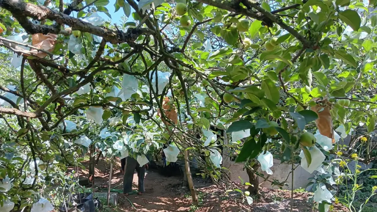 Buah apel tumbuh lebat di salah satu kebun milik petani di Desa Tulungrejo, Kecamatan Bumiaji, Kota Batu. (Indah Mei Yunita/Radar Malang)
