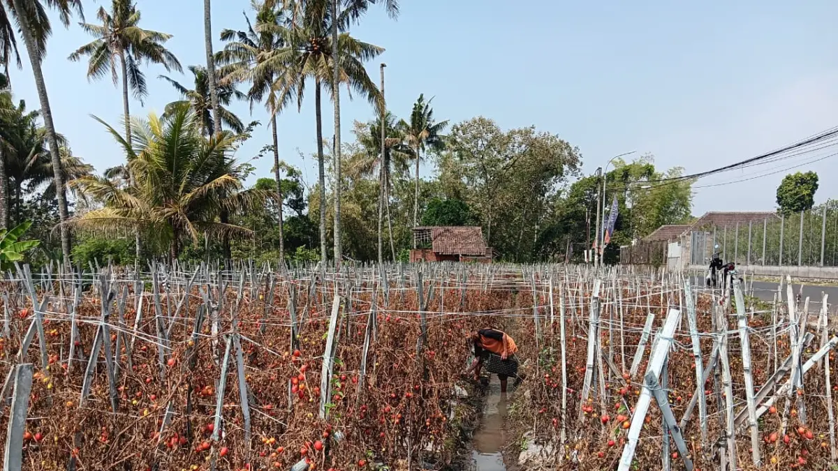 IMBAS KEKERINGAN: Lahan pertanian tomat di Desa Mojorejo, Kecamatan Junrejo terdampak kekeringan. (INDAH MEI YUNITA/RADAR BATU)