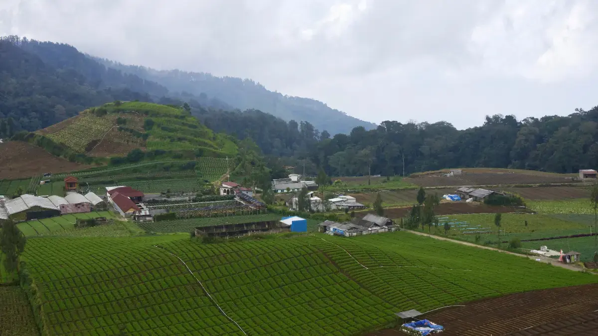 LAHAN DILINDUNGI: Bentang sawah di kawasan Kecamatan Bumiaji masih dimanfaatkan sebagai lahan pangan. (RORI DINANDA BESTARI/RADAR BATU)