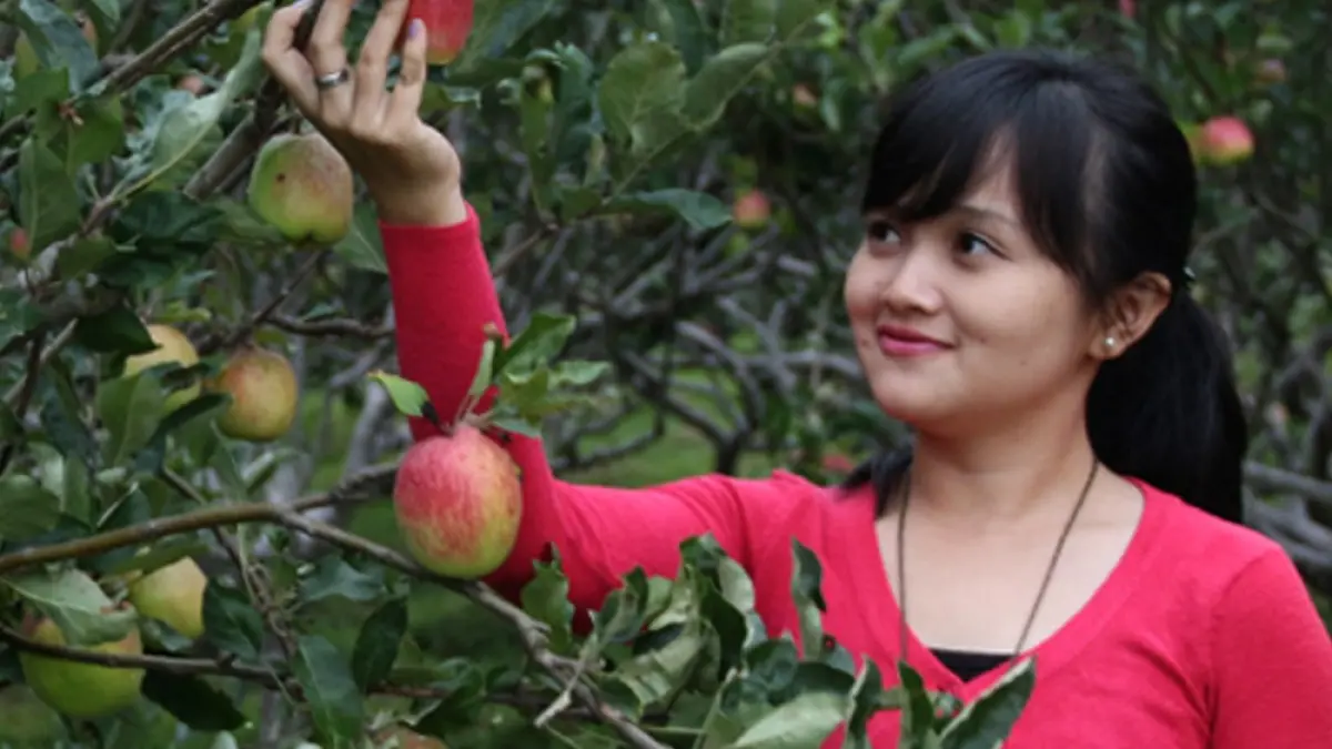 Seorang pengunjung memetik buah secara langsung di kebun Kusuma Agrowisata Batu, menikmati pengalaman wisata yang dekat dengan suasana alam. (agrowisata.id)