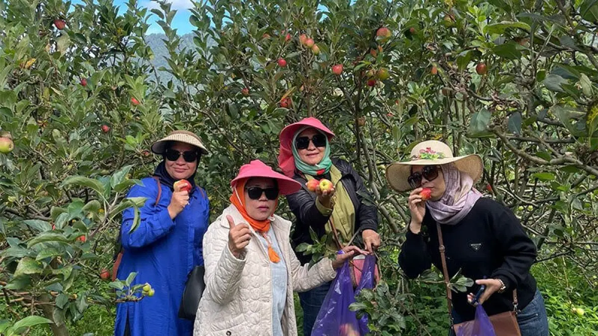 Pengunjung memetik buah apel langsung dari pohonnya di area perkebunan Kebun 8, Kota Batu. (kebun8.com)