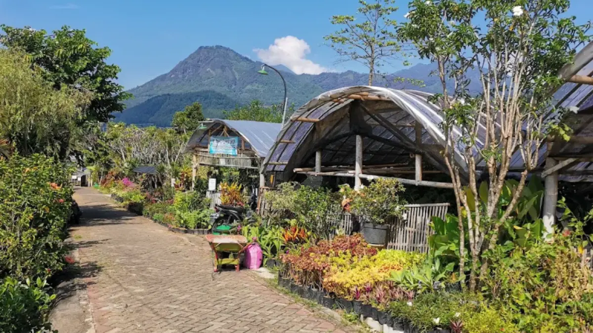 Suasana Pasar Bunga Sekar Mulyo di Desa Sidomulyo, Kota Batu, yang dipenuhi beragam tanaman hias hasil budidaya masyarakat setempat. Kawasan ini bisa menjadi pilihan wisata murah tanpa tiket masuk sekaligus tempat berburu tanaman untuk dibawa pulang. (Google Maps/Fa ris)