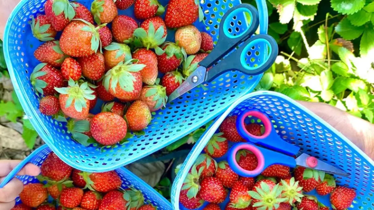 Hasil memetik stroberi langsung dari kebun Lumbung Stroberi, Desa Pandanrejo, Kota Batu, sebagai salah satu aktivitas wisata saat mengisi liburan akhir pekan. (Sumber: Instagram/@ralineshah.2)
