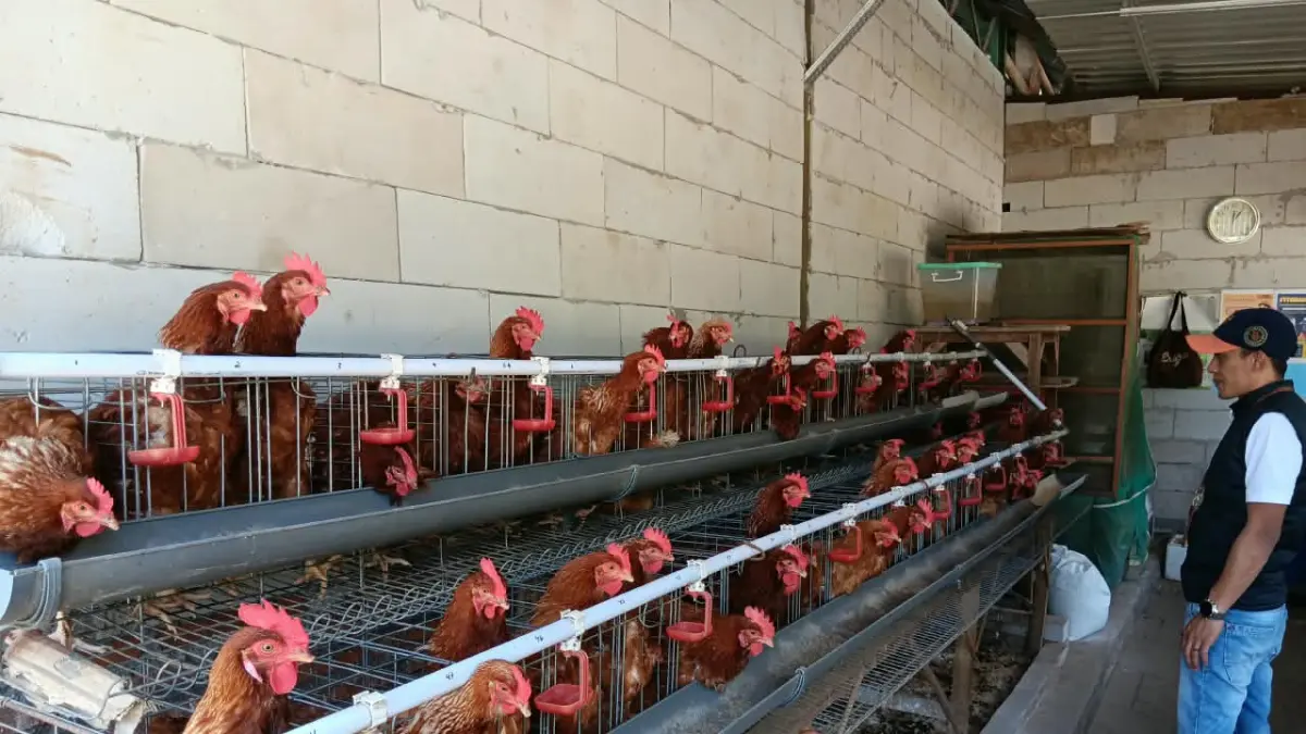 KETAHANAN PANGAN: TPS3R Kedung Kamulyan pelihara ayam petelur menggunakan pakan hasil daur ulang sampah organik. (INDAH MEI YUNITA/RADAR BATU)