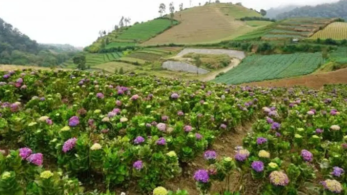 Kebun Bunga Cangar di Kota Batu menawarkan hamparan bunga hortensia dengan latar pemandangan pegunungan. (Google Maps/Pras Setyo)