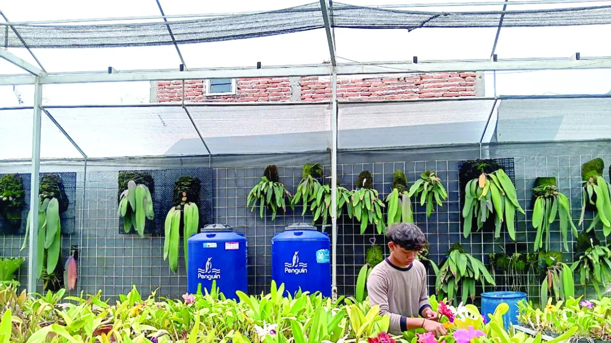 KOMODITAS UNGGUL: Pekerja di Kebun Induk Cattleya Desa Dadaprejo menata pot anggrek kemarin beberapa waktu lalu.