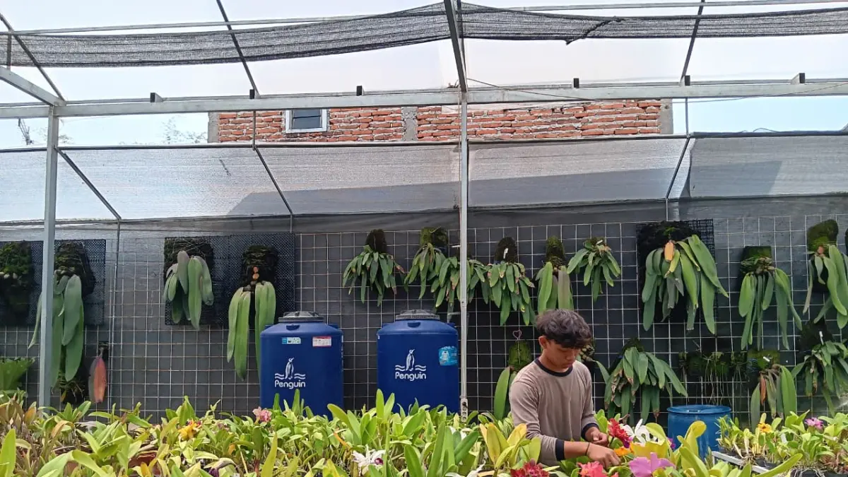 KOMODITAS UNGGUL: Pekerja di Kebun Induk Cattleya Desa Dadaprejo menata pot anggrek kemarin beberapa waktu lalu. (INDAH MEI YUNITA/RADAR BATU)