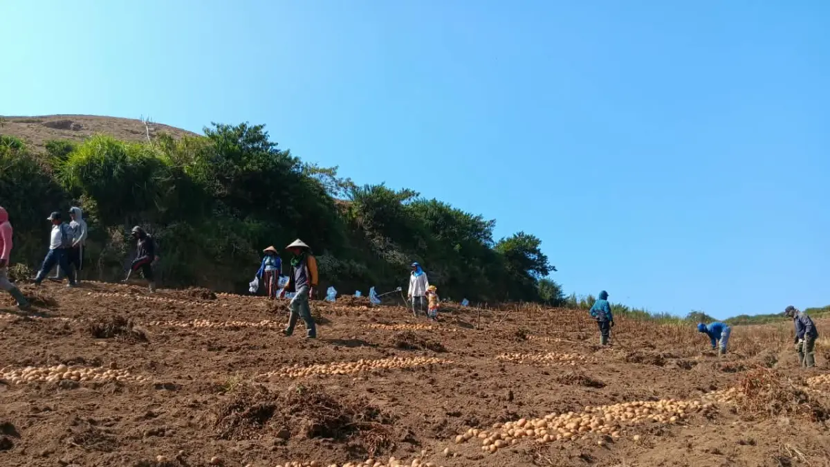 TERSERANG HAMA: Petani kentang di Desa Sumberbrantas panen pada Kamis lalu (10/9). (INDAH MEI YUNITA/RADAR BATU)