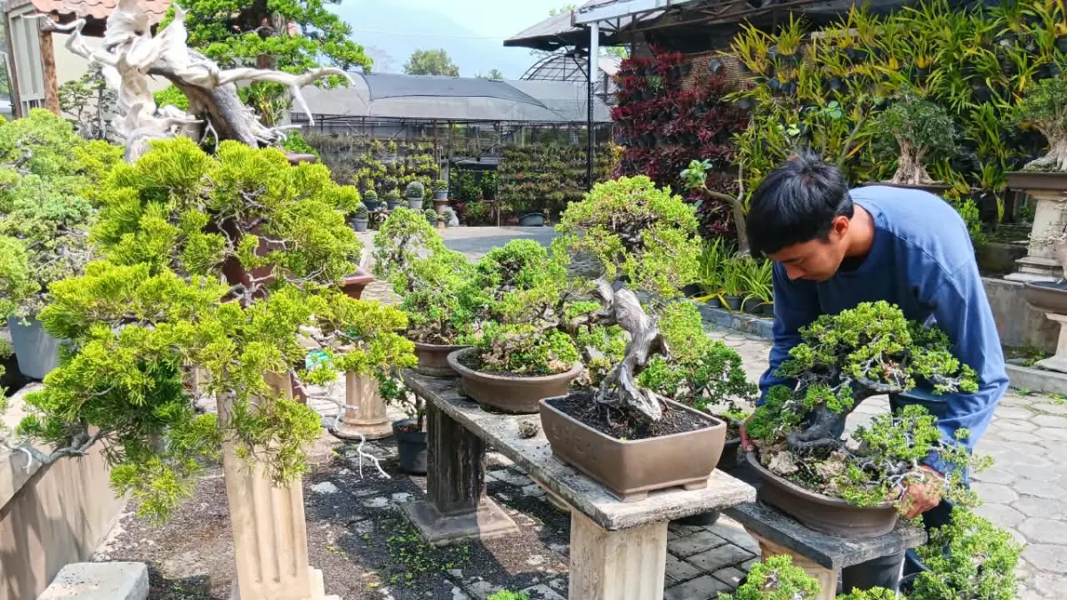 PRODUK EKSPOR: Petugas di UD Artha menata tanaman bonsai yang menjadi produk ekspor beberapa waktu lalu. (INDAH MEI YUNITA/RADAR BATU)
