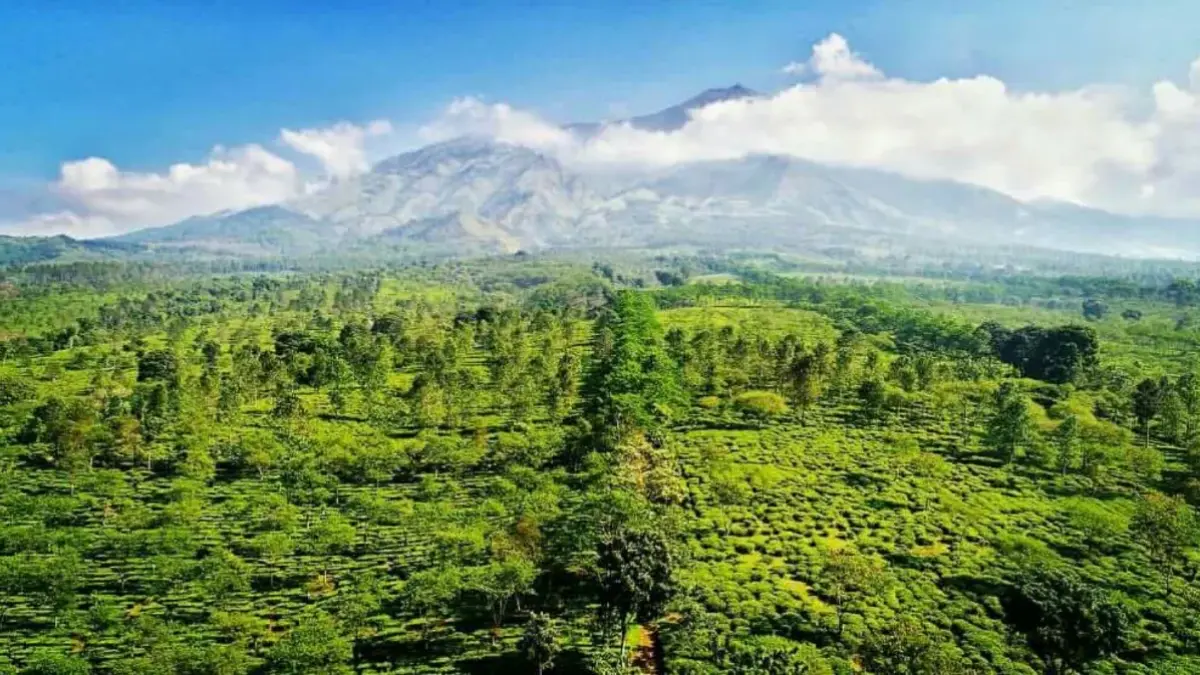 Agrowisata Teh Wonosari di Singosari, Kabupaten Malang, menawarkan pengalaman menikmati hamparan kebun teh sekaligus mengenal proses pengolahan teh. (Google Maps/Wisata Agro Wonosari)