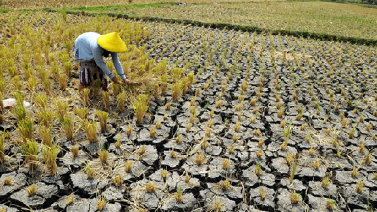 Ilustrasi Dampak Kekeringan bagi Petani. Foto: Ist