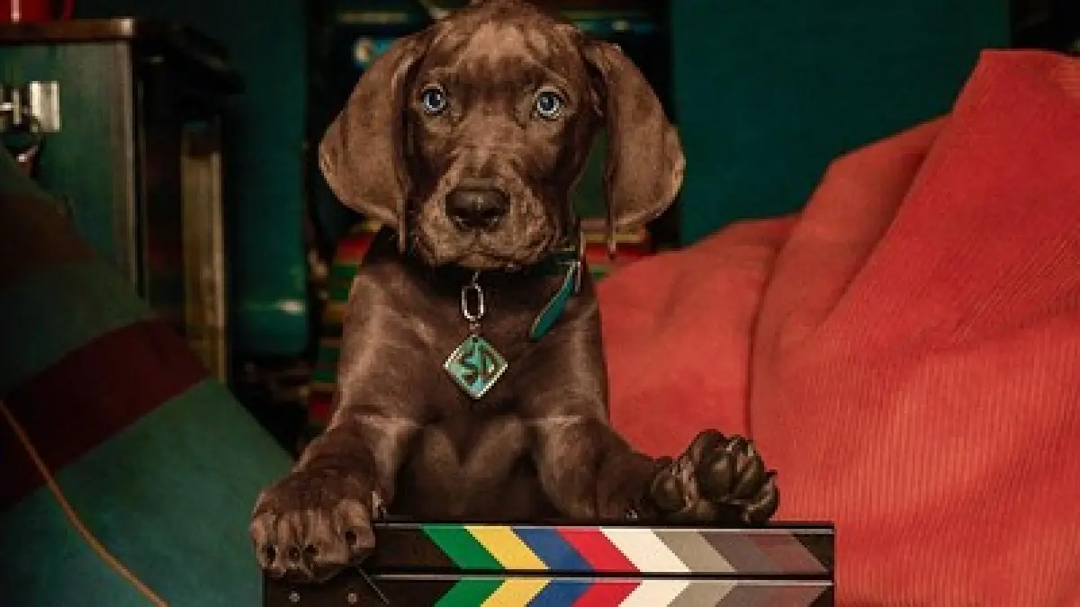 Scooby Doo