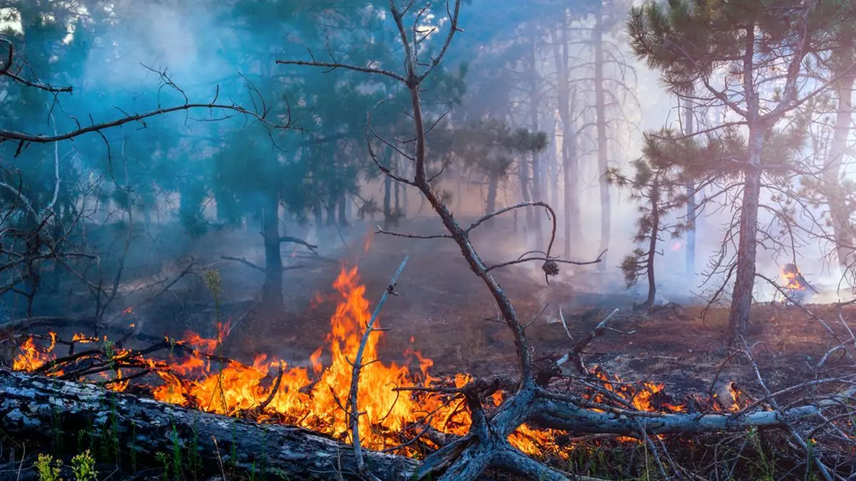 Ilustrasi Kebakaran Hutan dan Lahan. Foto: Shutterstock