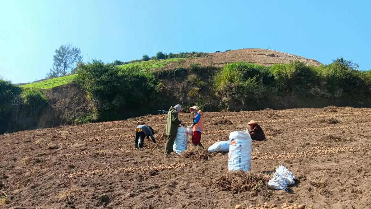 PENGEMBANGAN: Petani kentang di Sumberbrantas memanen hasil produksi. Ke depan, bibit kentang bakal diproduksi melalui kultur jaringan. (INDAH MEI YUNITA/RADAR BATU)