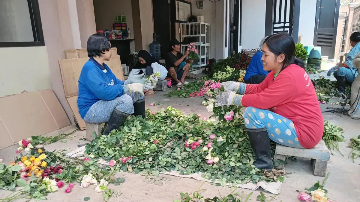 PRODUKSI MENINGKAT: Petani mawar di Desa Gunungsari, Kecamatan Bumiaji merapikan hasil panen beberapa hari lalu.