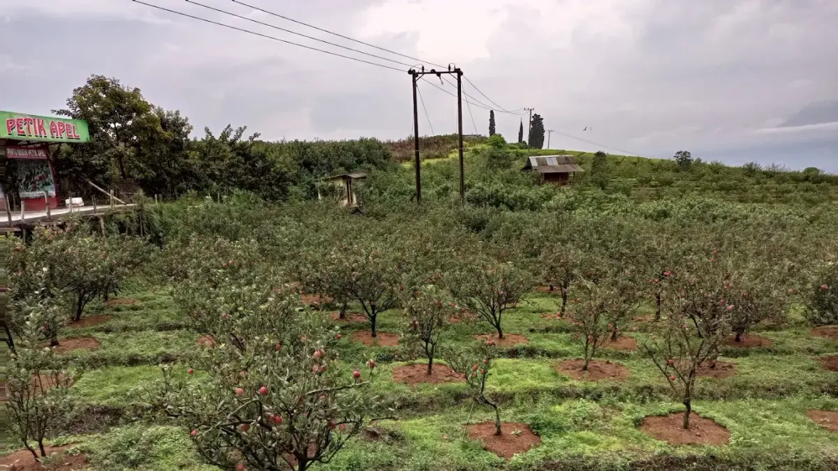 Hamparan kebun apel di Kebun 8 Kota Batu. (Google Maps/Hoang Lan Nguyen)