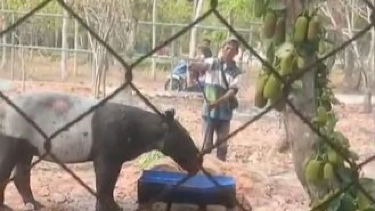 BKSDA Bengkulu Selamatkan Tapir Terperosok di Saluran Air Kebun Sawit Mesuji. Dokumentasi: Kementerian Kehutanan