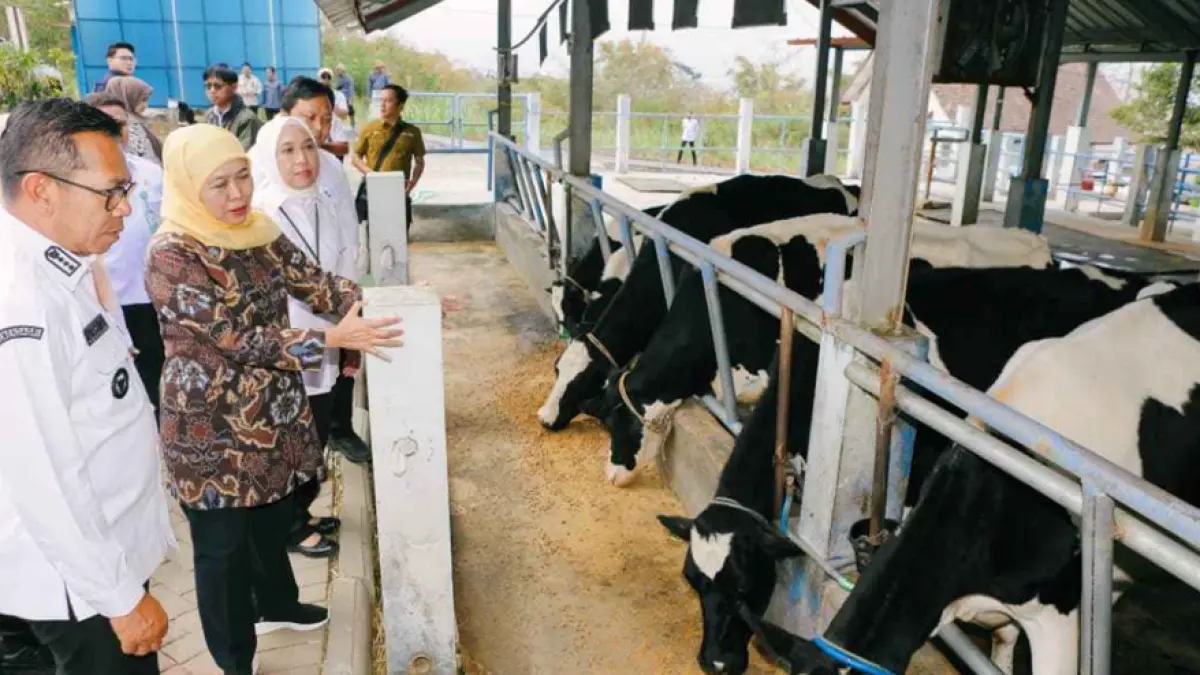 Gubernur Khofifah saat meninjau langsung pengelolaan sapi perah di Unit Pelaksana Teknis Pembibitan Ternak dan Hijauan Makanan Ternak (UPT PT dan HMT) Dinas Peternakan Provinsi Jawa Timur. (Dok.ADPIM JATIM)