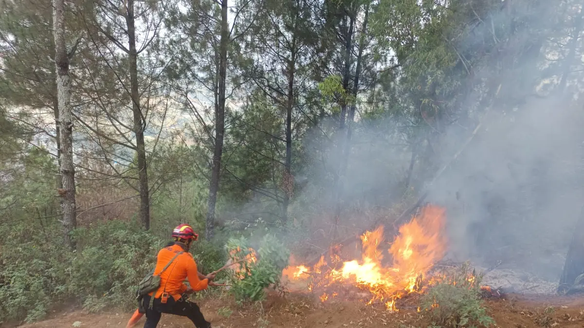 Personel BPBD Kota Batu memadamkan api di hutan pinus. (BPBD Kota Batu)