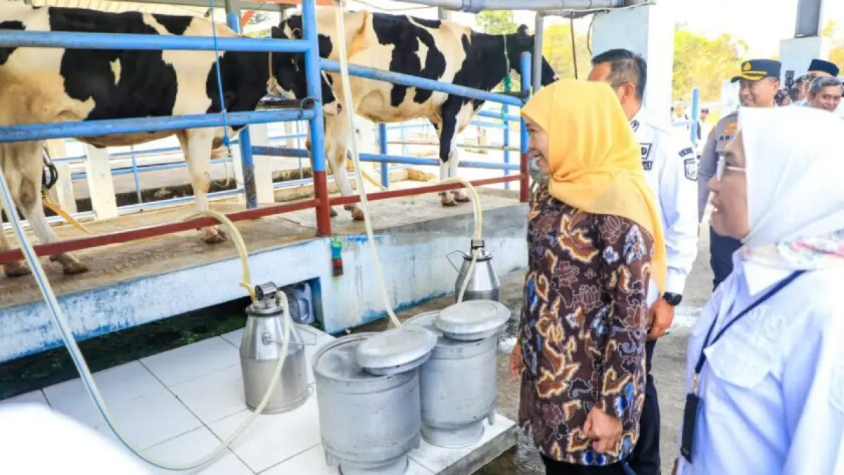 DALAM PENINJAUAN: Gubernur Jatim Khofifah Indar Parawansa meninjau sapi perah di UPT PT dan HMT di Desa Beji, Kecamatan Batu beberapa waktu lalu. (PROKOPIM KOTA BATU FOR RADAR BATU)