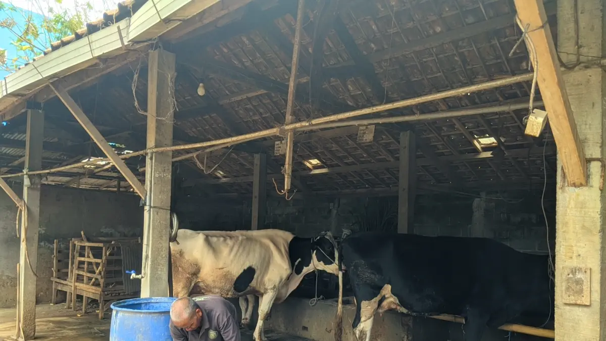 SAPI PERAH: Pakan hijau untuk sapi perah kini terbatas akibat kemarau panjang. (MUHAMMAD WAHIB ALI/RADAR BATU)