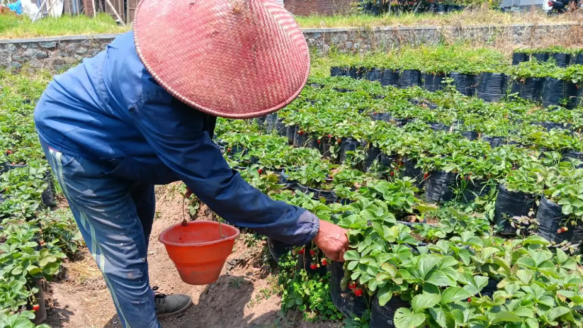 SERANGAN HAMA: Petani stroberi di Desa Pandanrejo menyortir buah yang terserang lalat buah kemarin (28/9). (INDAH MEI YUNITA/RADAR BATU)