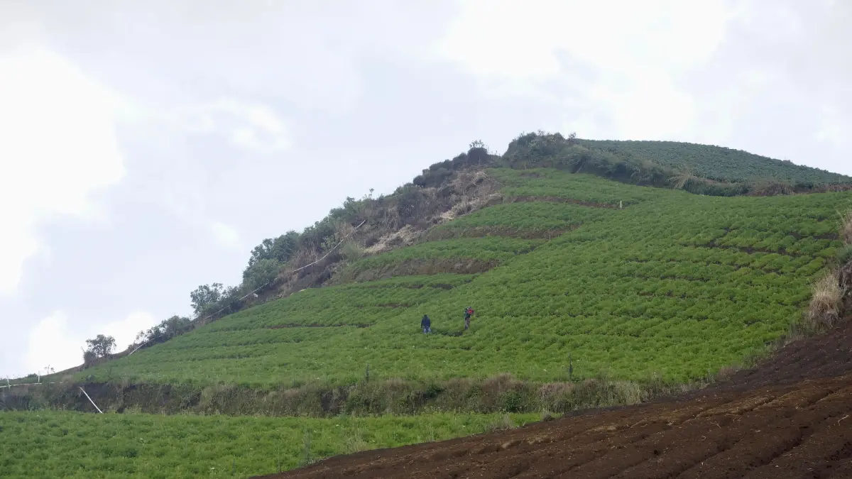 LAHAN SAWAH: Sejumlah petani beraktivitas di lahannya di kawasan Desa Sumberbrantas, Kecamatan Bumiaji beberapa hari lalu. (RORI DINANDA BESTARI/RADAR BATU)