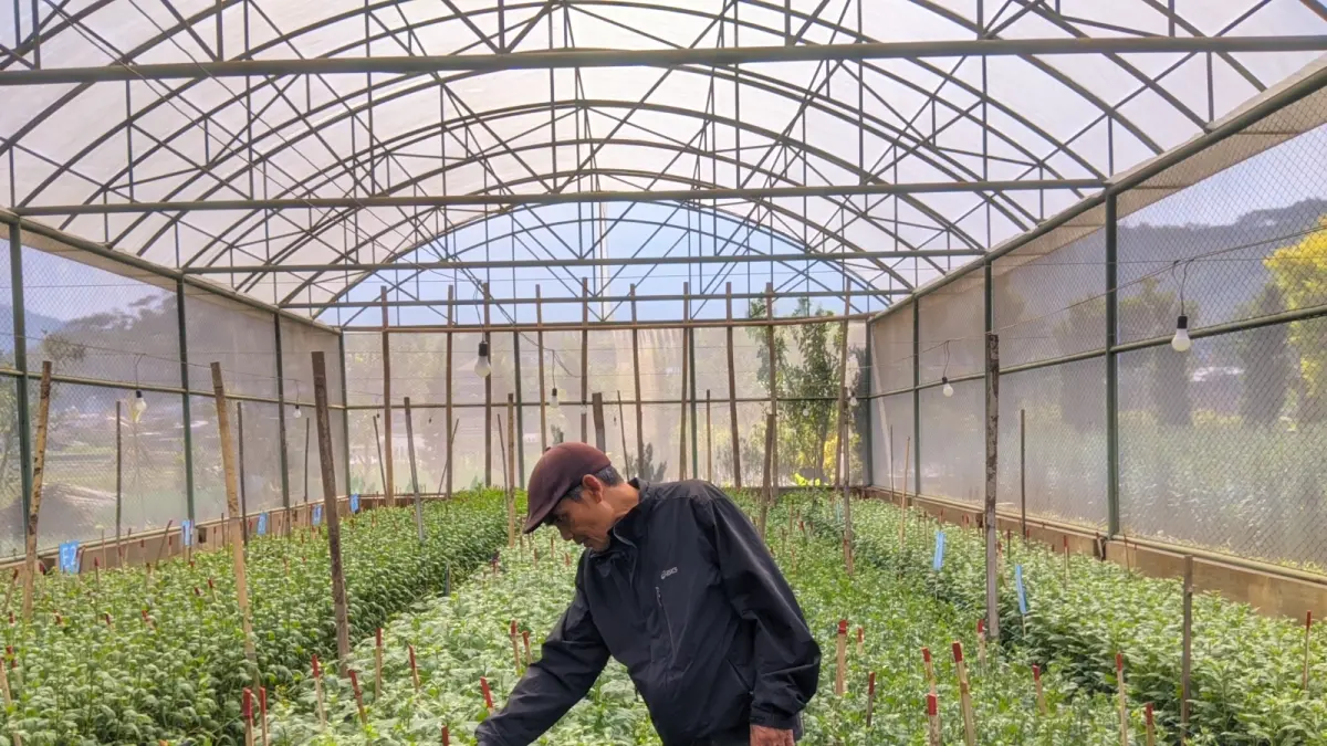 KEBUN BUNGA: Petani bunga di Dusun Santrean, Desa Sumberejo, Kecamatan Batu mengecek kondisi tanaman di kebunnya beberapa waktu lalu. (MUHAMMAD WAHIB ALI/RADAR BATU)
