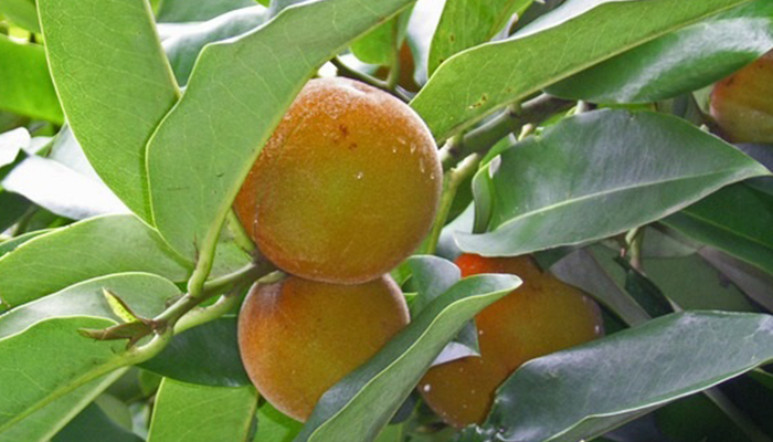 Buah Bisbul Kaya Akan Manfaat