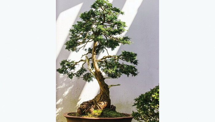 Bonsai Cemara Untuk Hiasan Rumah