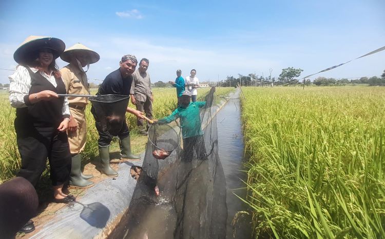 Ketua DPRD Jawa Tengah, Sumanto, tengah mempromosikan sistem mina padi kepada petani Karanganyar
