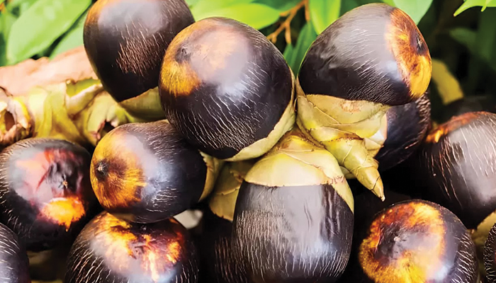 Buah Lontar Kaya Akan Manfaat Bagi Kesehatan