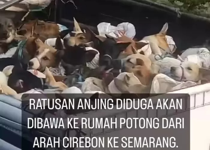 Tangkapan video ratusan ekor anjing diangkut dari Cirebon ke Semarang, diduga akan disembelih dan dikonsumsi dagingnya. (Instagram @pejatenshelter)