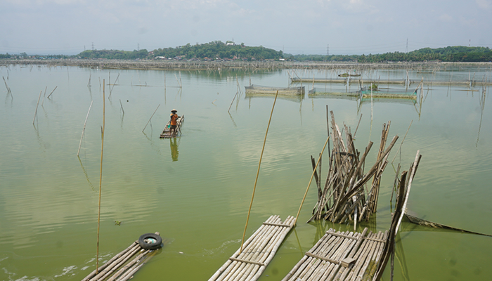 SIKLUS TAHUNAN: Sejumlah petani ikan keramba waduk Rowo Jombor, Desa Krakitan, Kecamatan Bayat membersihkan ikan yang mati, kemarin (28/12). Inset, ikan nila yang mati.