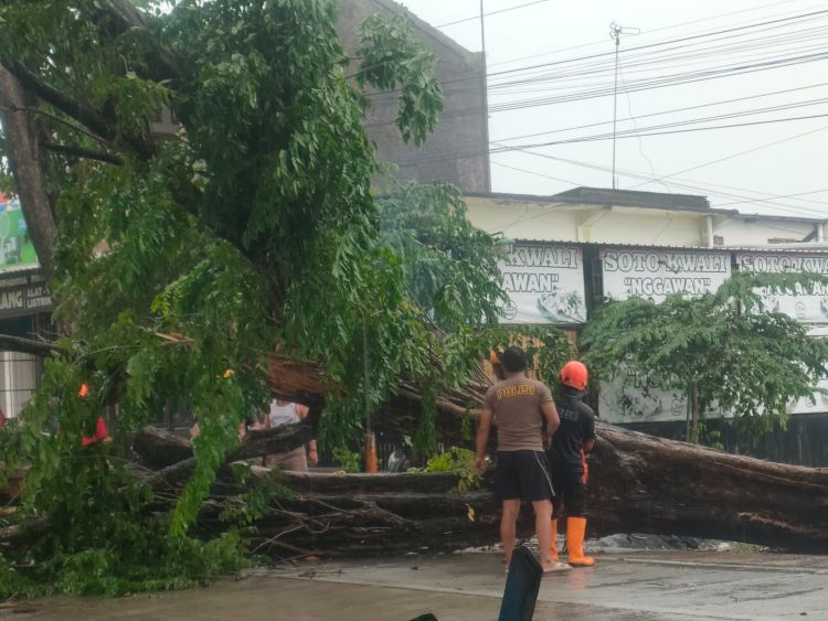 Salah satu dari belasan pohon yang tumbang di wilayah Kabupaten Sragen (AHMAD KHAIRUDIN/ RADAR SOLO)