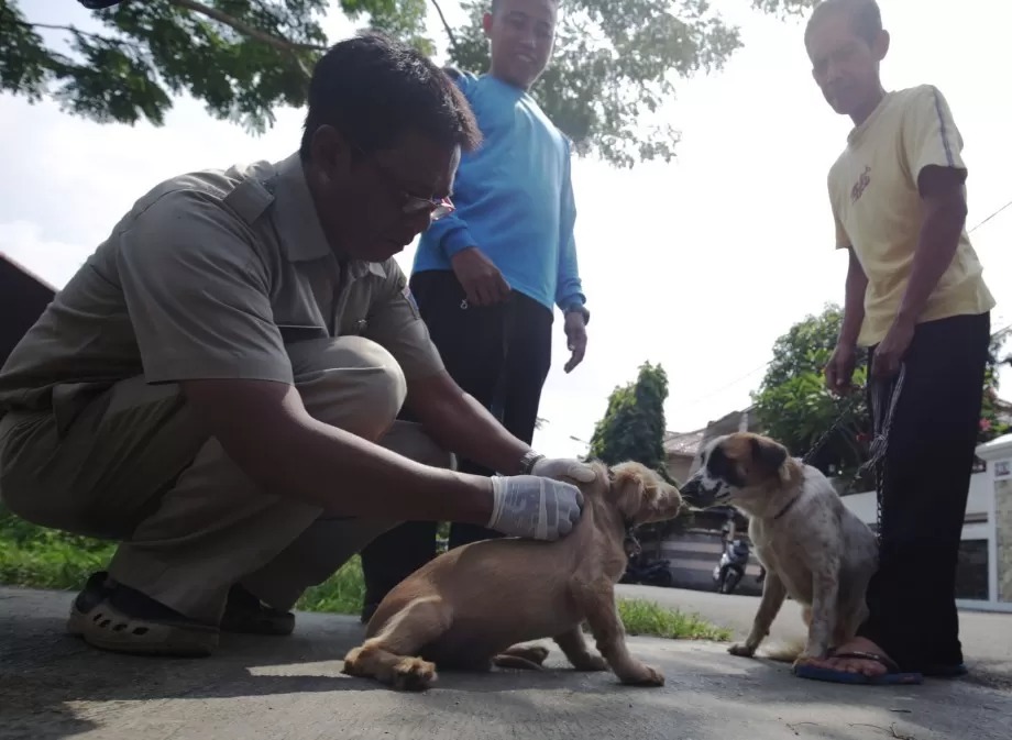Pemprov Sedang Melakukan Pendataan Wilayah Konsumsi Anjing