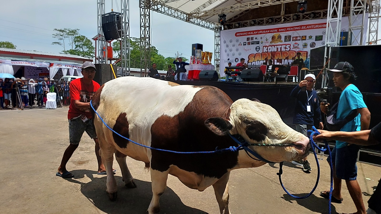 Salah seorang peserta menggiring sapinya yang ikut dalam kontes di Pasar Hewan Jelok Cepogo, kemarin (14/1).