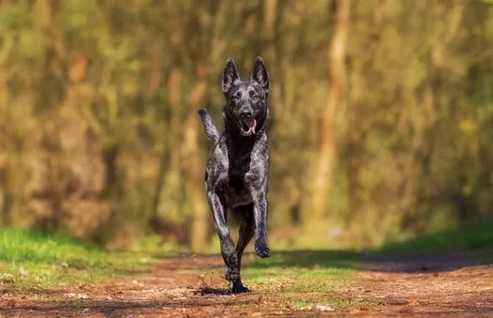 Ada salah satu anjing yang positif rabies dari ratusan ekor yang diselamatkan di Tol Kalikangkung Semarang (PIXABAY.COM)