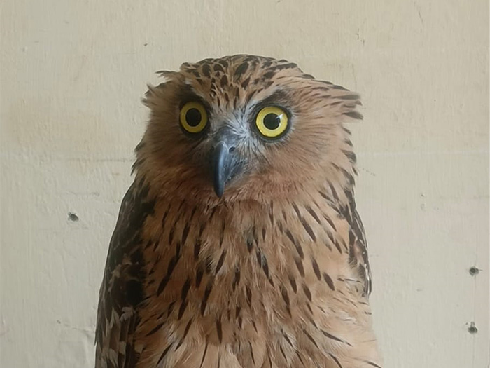 Burung hantu menjadi solusi bagi warga Solo yang gemar memelihara burung predator (SILVESTER KURNIAWAN/RADAR SOLO)