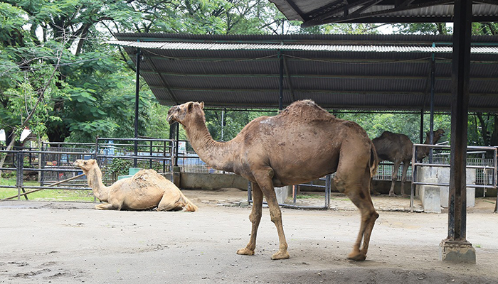 Unta, salah satu koleksi hewan yang ada di Solo Safari.