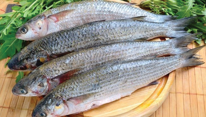 Ikan Belanak yang Kaya Akan Manfaat