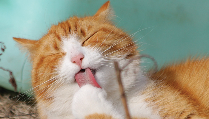 Ilustrasi Kucing