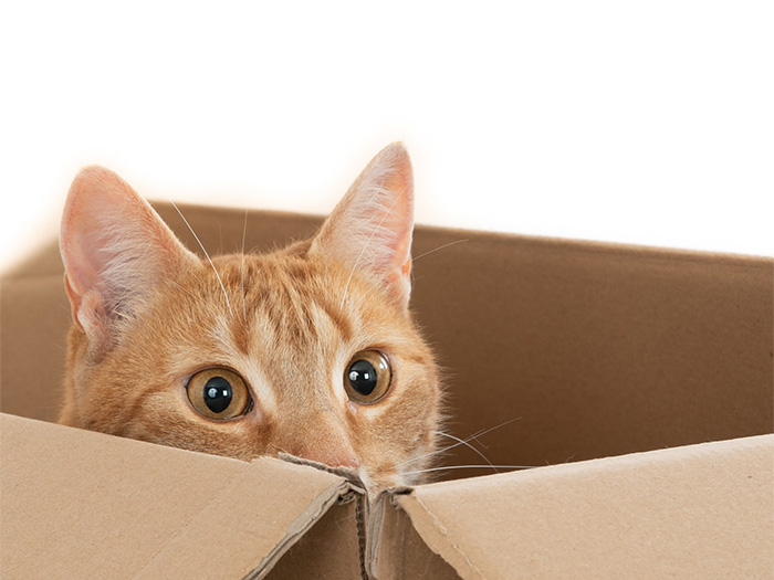 Kucing terlihat suka masuk kardus, warga Solo pecinta hewan tersebut harus tahu alasannya. (FREEPIK)
