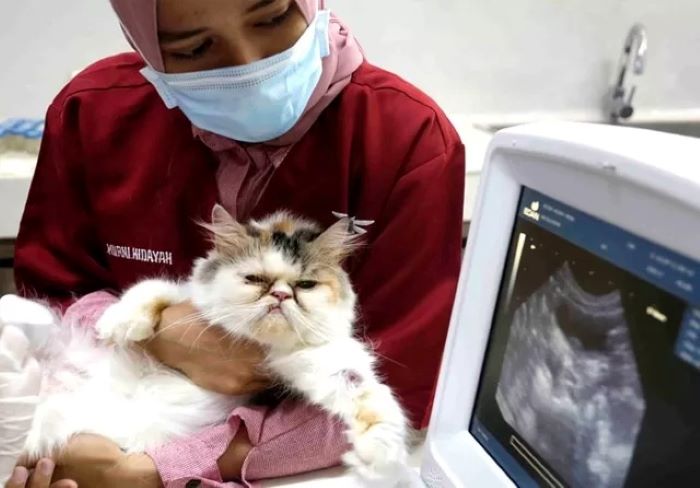 Ilustrasi memelihara kucing yang disebut punya dampak buruk untuk ibu hamil (GUSLAN GUMILANG/ JAWAPOS.COM)