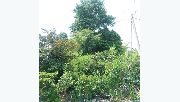 Misteri Gunung Kunci, Jadi Cerita Horor di Sekitar Solo