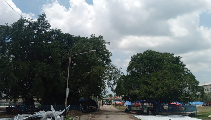Mitos Dua Pohon Beringin Di Tengah Alun-Alun Kidul Solo.
