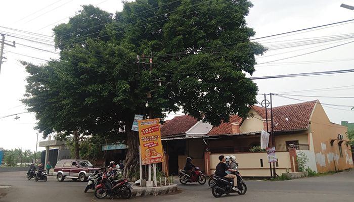 Misteri Mitos Pohon Beringin Peninggalan Kraton Kartasura Solo.