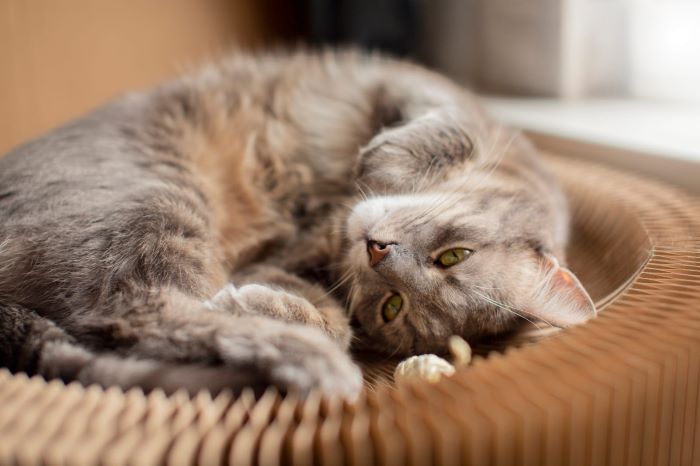 Ada beberapa tips perawatan kucing yang harus disimak warga Solo agar terhindar dari toksoplasmosis (FREEPIK)