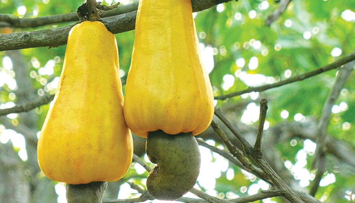 Buah Jambu Monyet yang kian susah ditemukan.